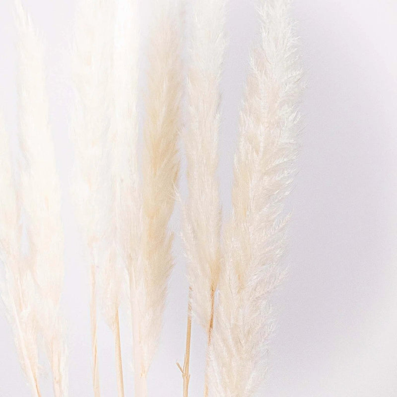 Dried Bleached Tail Reed Flower Up Close