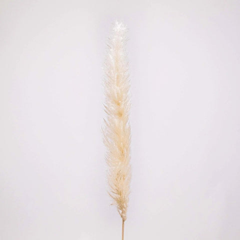 Dried Bleached Tail Reed Flower Stem