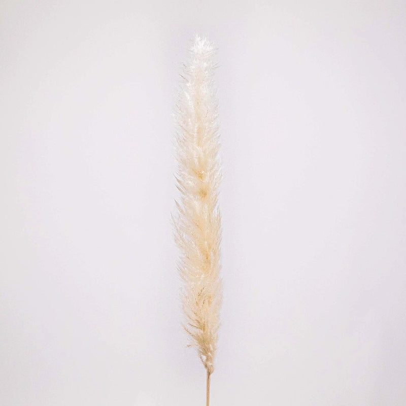 Dried Bleached Tail Reed Flower Stem