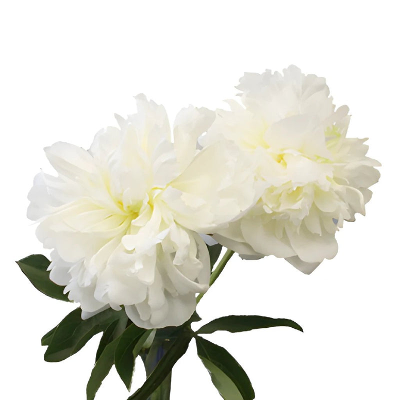 Duchess White Peony Side Stem View