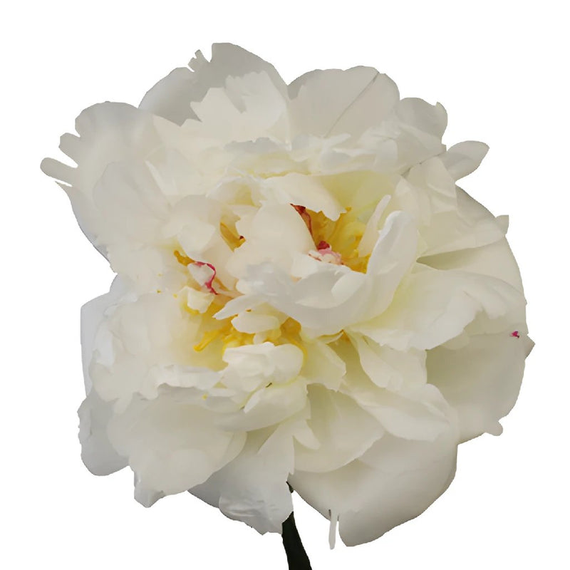 Duchess White Peony Side Stem View