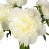 Natural White Peony Flowers June Delivery