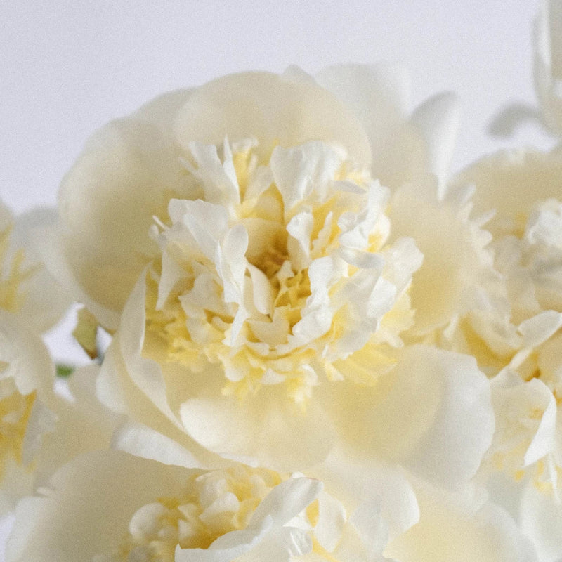 Duchess White Peonies Close Up - Image