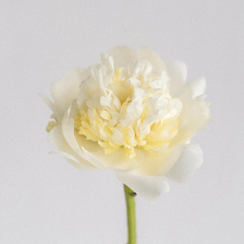 Duchess White Peonies Stem - Image