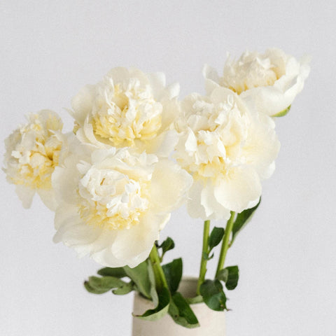 Duchess White Peonies Vase - Image