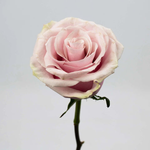 Dusty Light Pink Rose Flower Stem