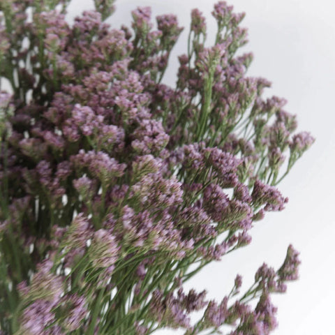 Dusty Mauve Airbrushed Limonium Close Up - Image