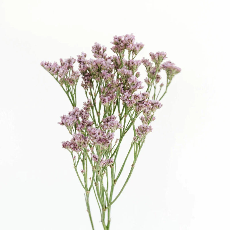 Dusty Mauve Airbrushed Limonium Stem - Image