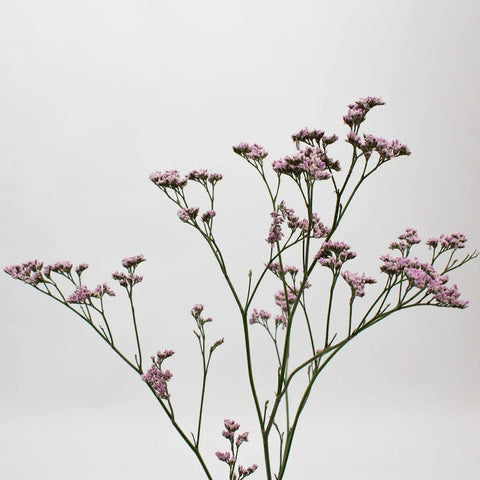 Dusty Mauve Limonium Flower Stem