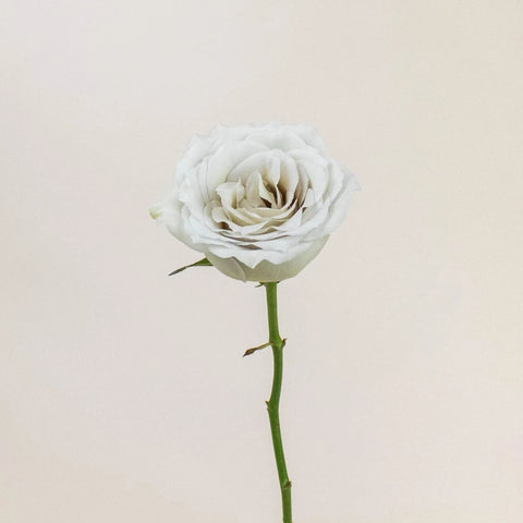 Early Grey Rose Stem