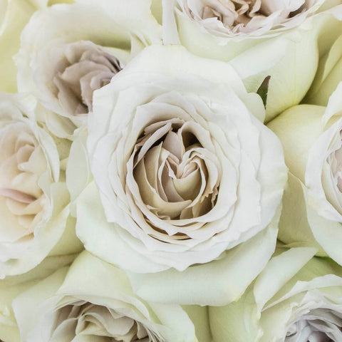 50 Shades of Early Grey Rose