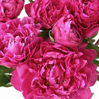 Edulis Superba Hot Pink Peonies up close