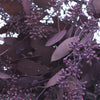 Eggplant Seeded Eucalyptus