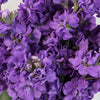 El Aleli Purple Flower