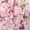 El Aleli Sweetheart Pink Flower