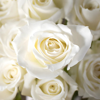 Eskimo White Rose