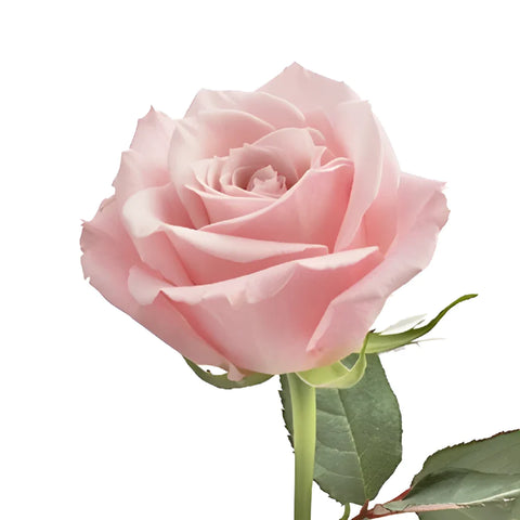 Esther Light Pink Roses Stem - Image
