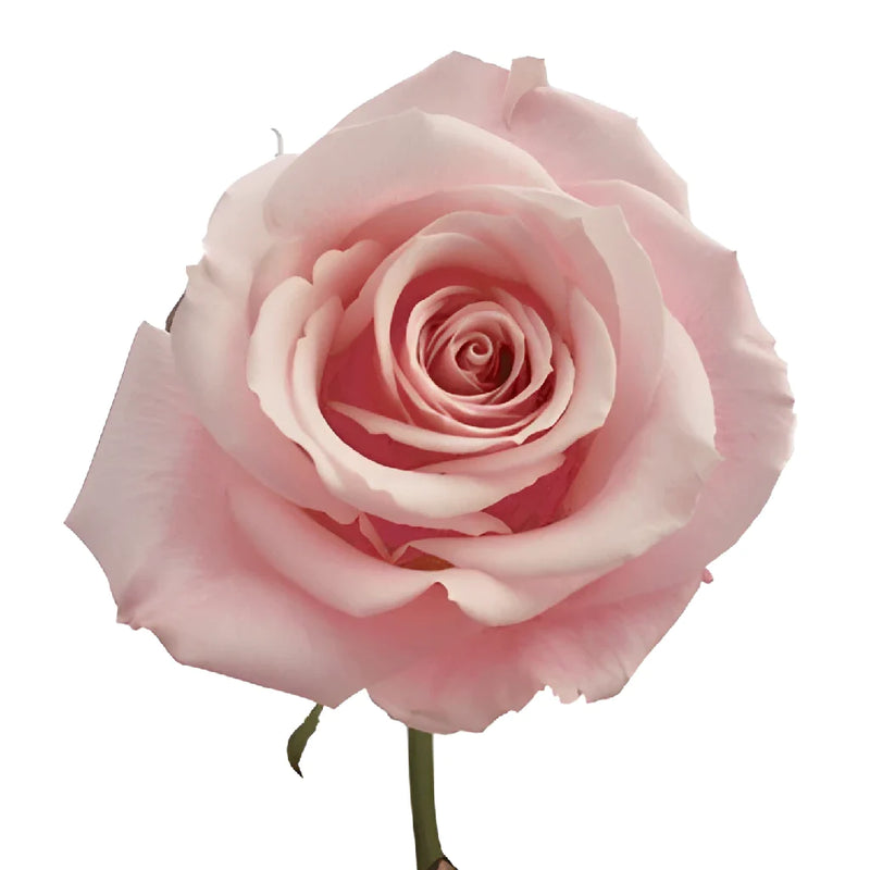 Esther Light Pink Roses - Image