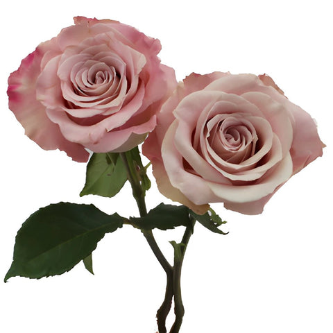 Faith Wholesale Lavender Roses