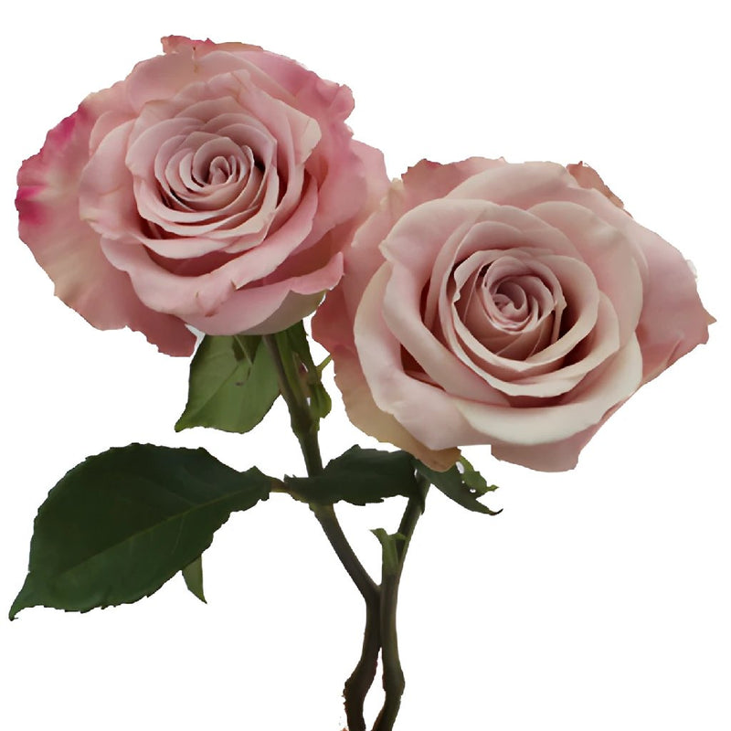 Faith Wholesale Lavender Roses