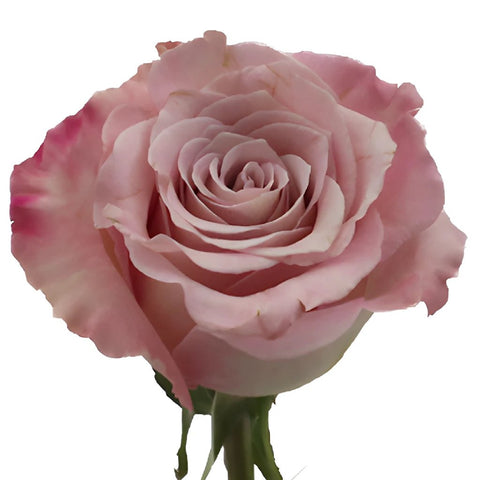 Faith Wholesale Lavender Roses