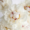 Fiesta White Peony Flower August Delivery