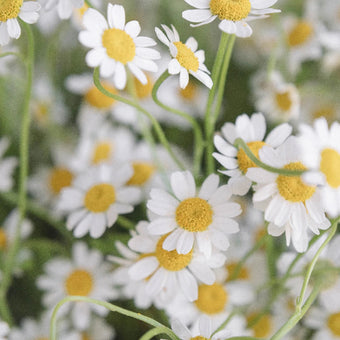 Feverfew Daisy Wholesale Cut Flower