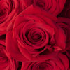 Freedom Red Rose