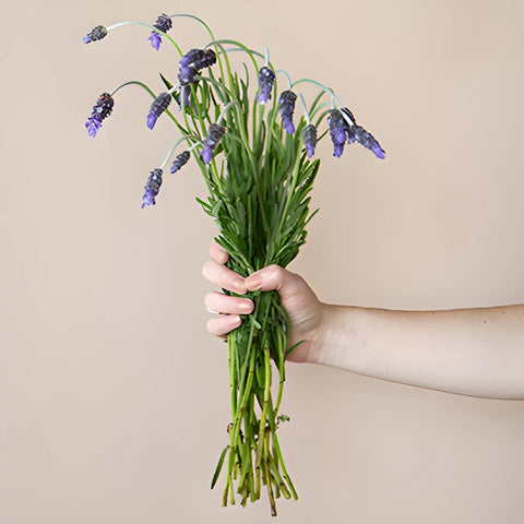 French Lavender Flower