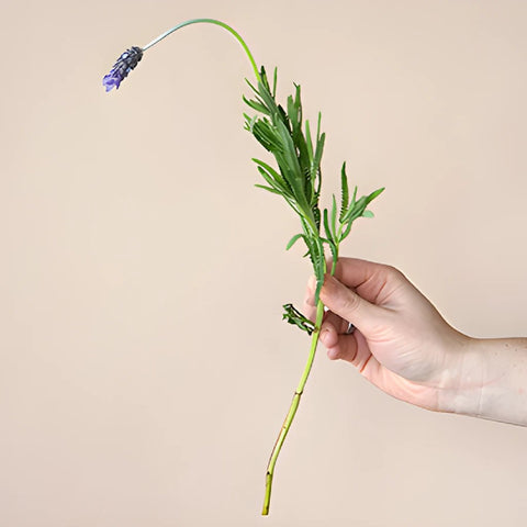 French Lavender Flower