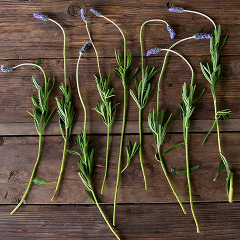 French Lavender Flower