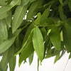 Fresh Fall Bay Leaf Greens