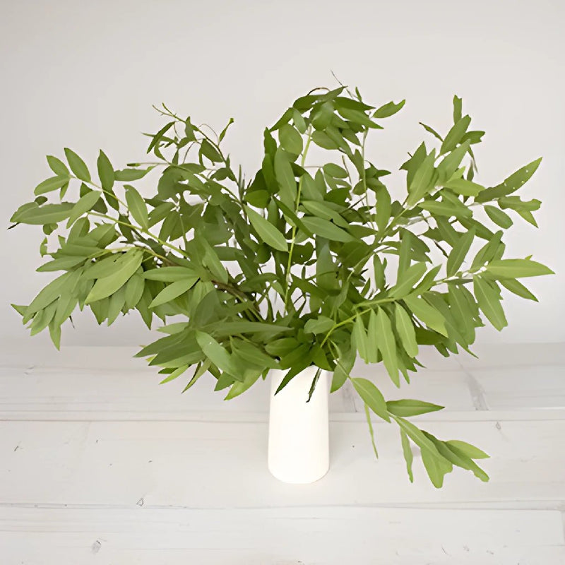 Bulk greenery fresh fall bay leaf filler flowers designed