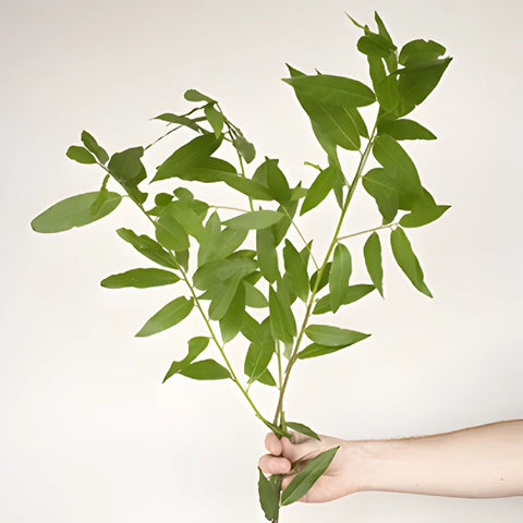 Fresh Fall Bay Leaf Greens