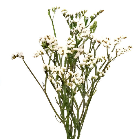 fresh blush white statice wildflower