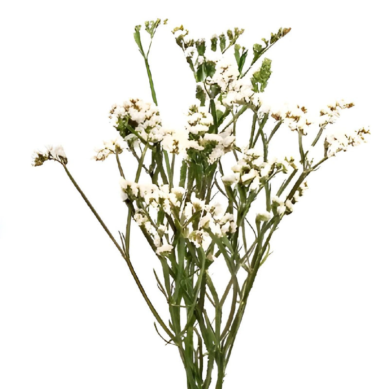 fresh blush white statice wildflower