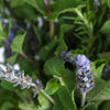 Fresh Cut Herb Assortment for Flower Arranging