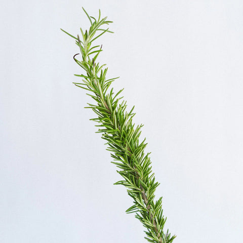Fresh Cut Rosemary Herb Wholesale Stem - Image