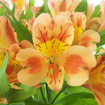Fruit Punch alstroemeria Wholesale Flower Upclose