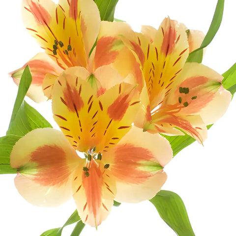 Fruit Punch Alstroemeria Flowers Apron - Image