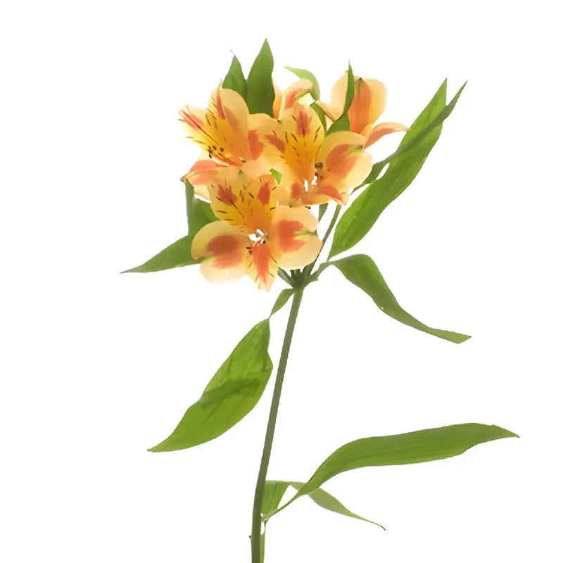 Fruit Punch Alstroemeria Flowers Stem - Image