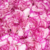 Fuchsia Nebula Carnation Flowers