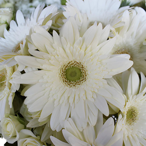 Garden Delights White Gerbera DIY Flower Kit Up Close