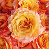 Garden Rose Orange Sherbet