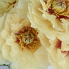 Garden Treasure Peony for April