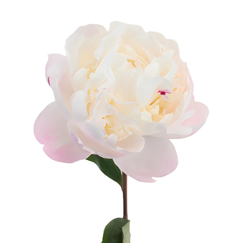 Gardenia Blush Peony Side Stem View