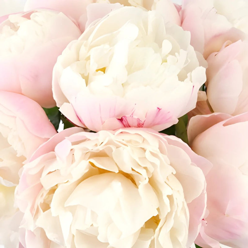 Gardenia Blush Peonies up close