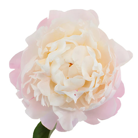 Gardenia Blush Peony Stem