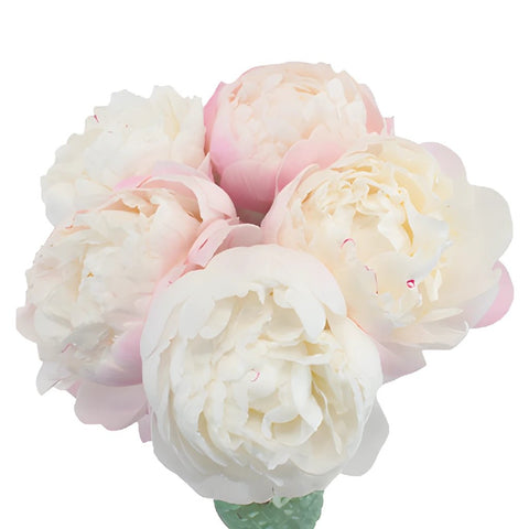 Gardenia Blush Peony in a vase