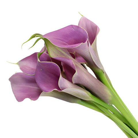 Lavender Gem Mini Calla Lily